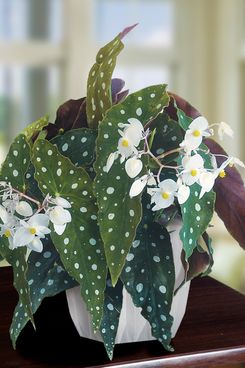 Begonia ‘Wightii’