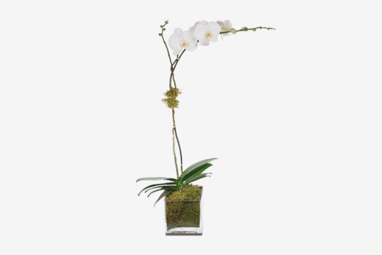 H. Bloom White Single Stem Orchid Plant