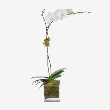 H. Bloom White Single Stem Orchid Plant