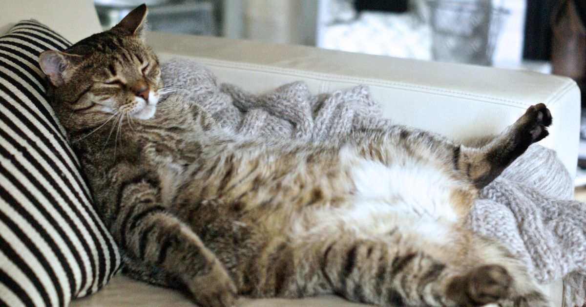 Study Shows Cats Form Attachments to Their Owners