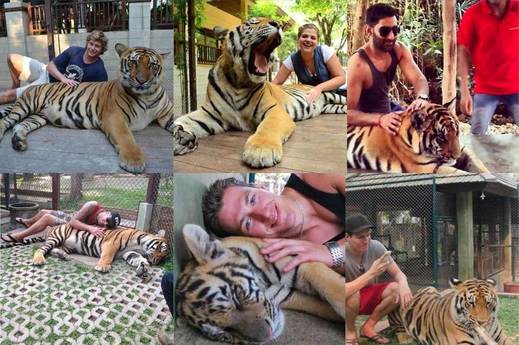 Starting in February in New York State, all tiger selfies are BANNED. 