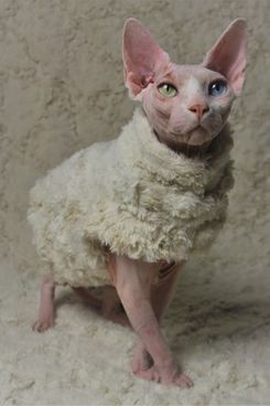 Sphynx Swag Lucifer Sweater