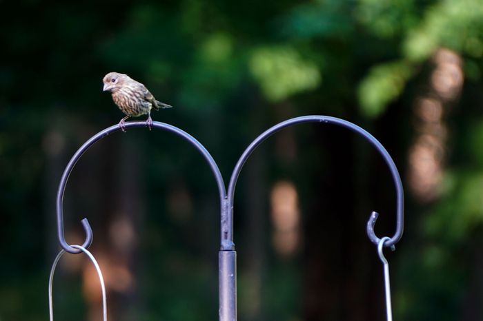 How the Family of Birds in My Yard Became Internet Stars