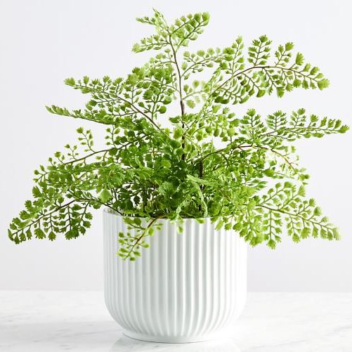 Pottery Barn Faux Potted Maidenhair Fern