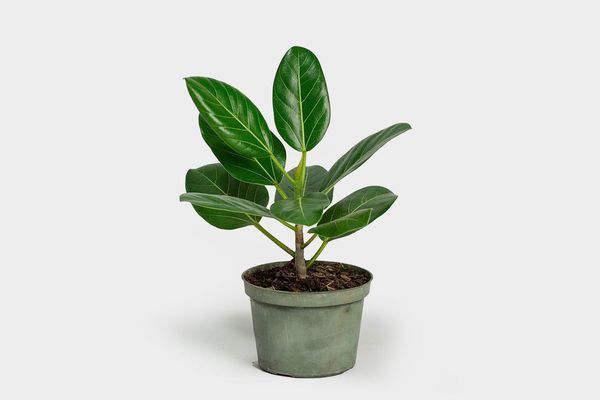 Ficus Audrey, 6-Inch Pot