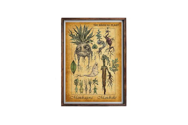 Harry Potter Mandrake Poster