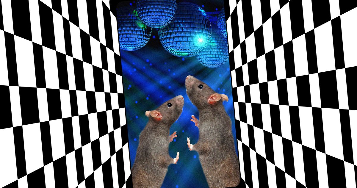 Study Finds That Rats Have Innate Rhythm, Can Dance