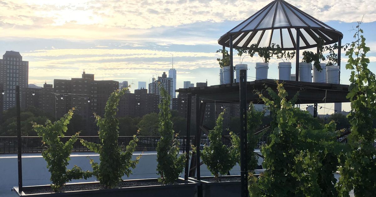 Tour the World’s First Rooftop Vineyard in Brooklyn