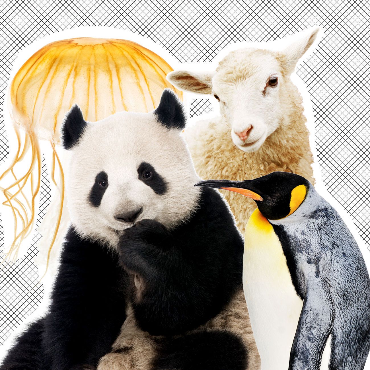 Which Animals Are Having The Best Time? Which Animals Are Having The Best Time?