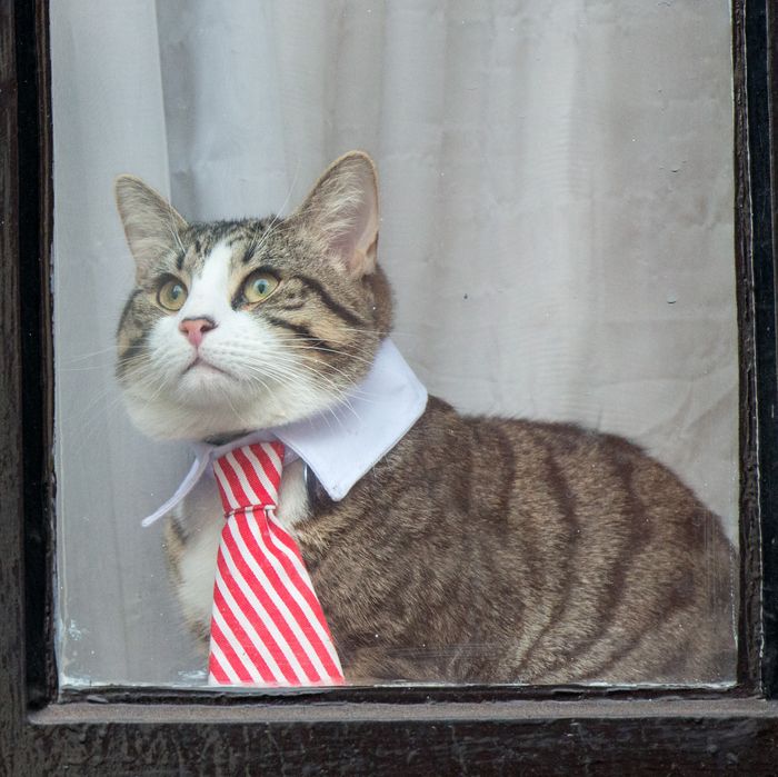 What Happened to Julian Assange’s Embassy Cat?
