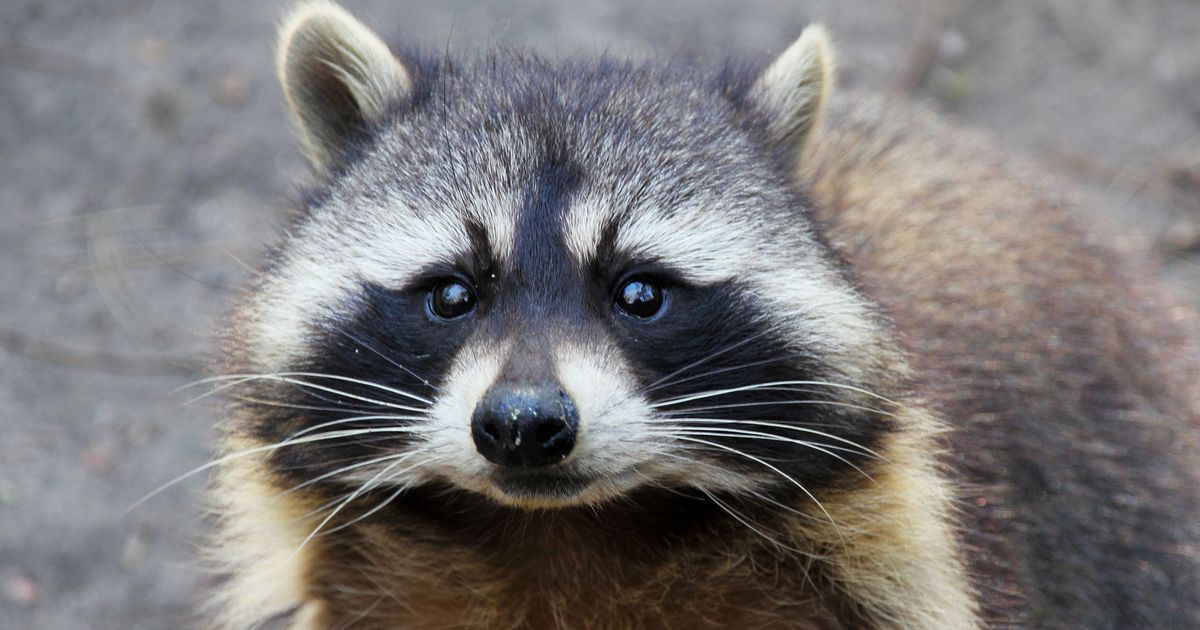 Local Raccoons Not Rabid, Just Extremely Drunk