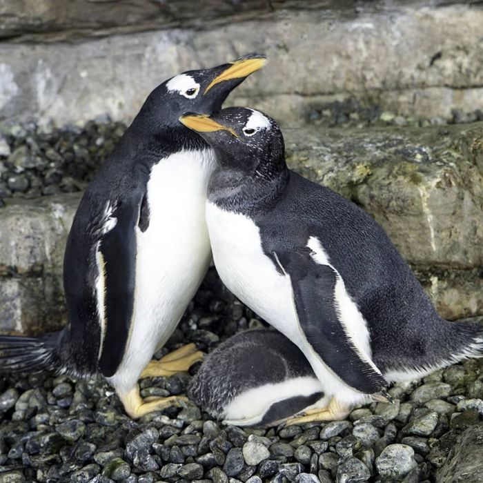 Same Sex Penguin Couple Electra And Violet Adopt Egg