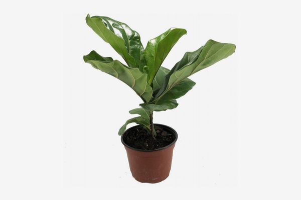 Hirt’s Fiddle-Leaf Fig Tree, 6” Pot