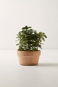 Terrain Faux Potted Jade Plant