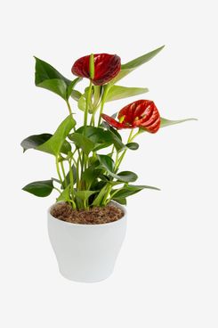 Costa Farms Blooming Anthurium