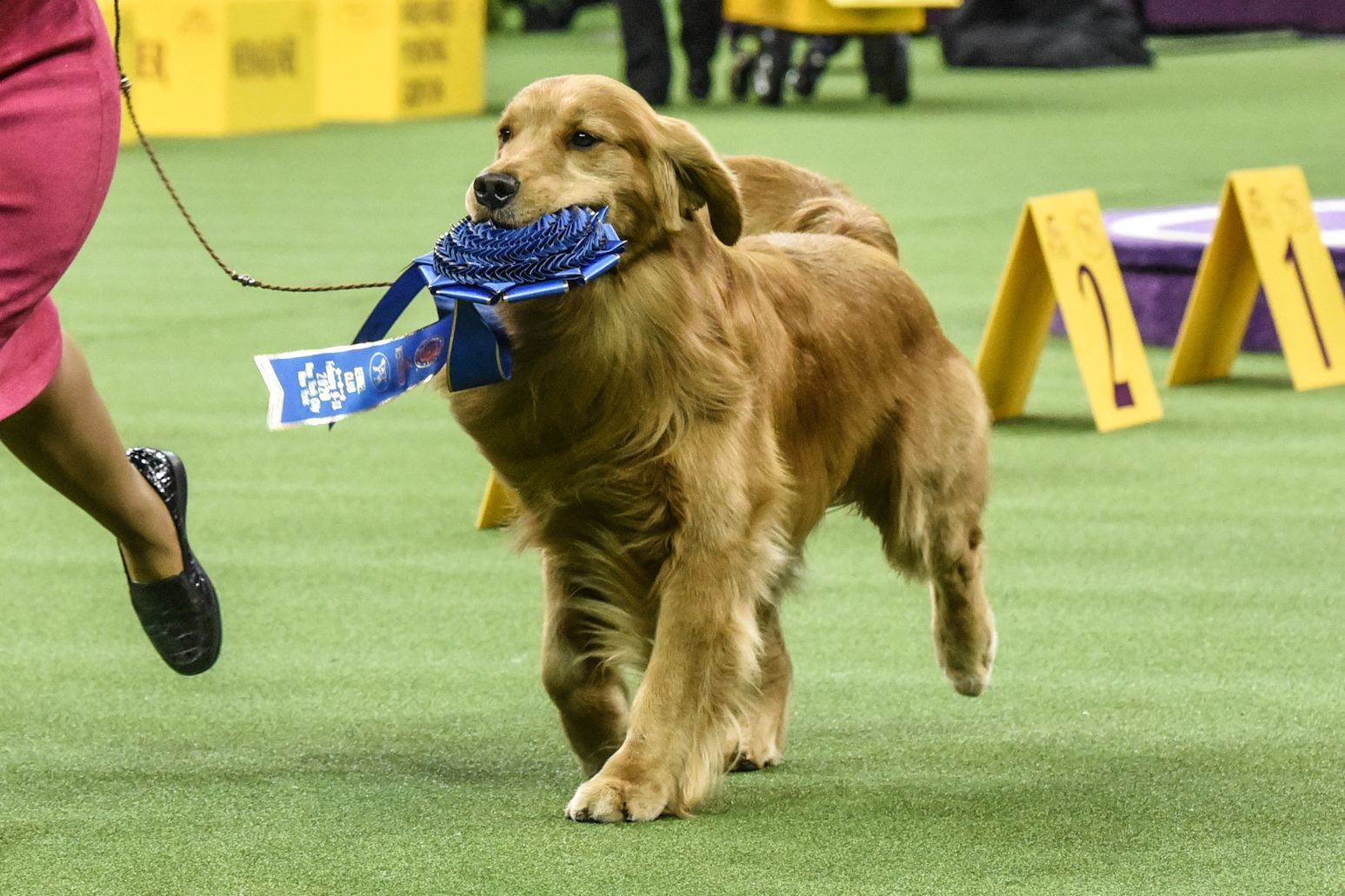 are golden retrievers obedient