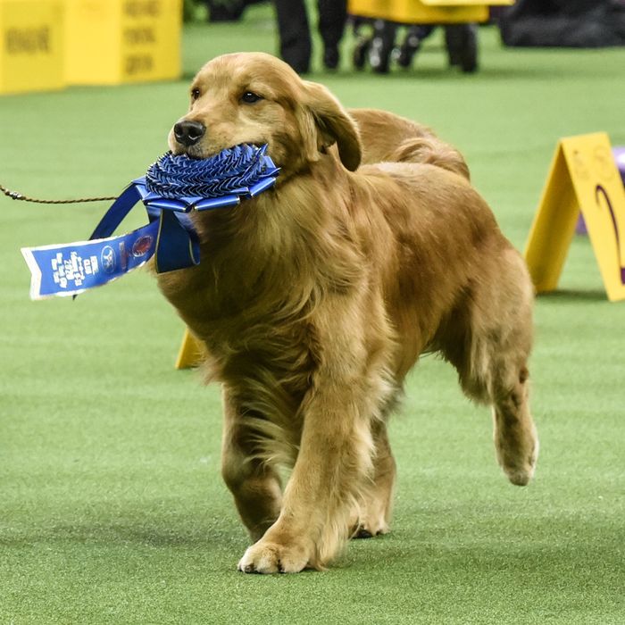 Daniel the Golden Retriever Did a Great Job at Westminster