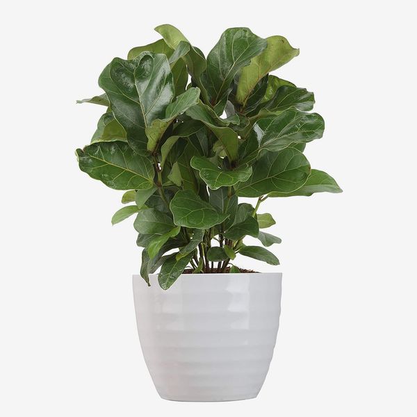 Costa Farms Ficus Lyrata