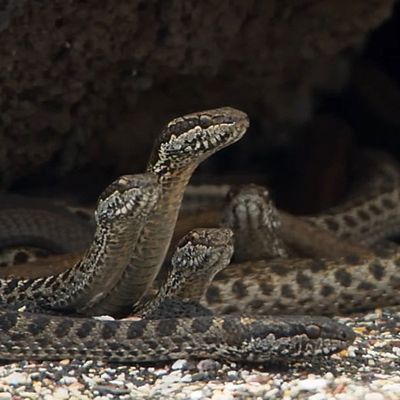 5 Terrifying Stories of Snakes Showing Up in People's Toilets​