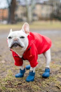 Wagwear Nylon Rainbreaker
