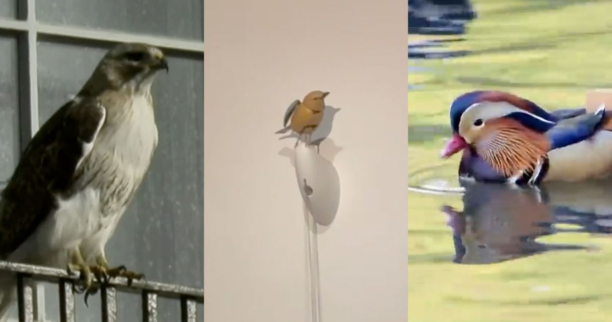 Was wäre, wenn New York einfach einen schicken, komplizierten Vogel liebt?