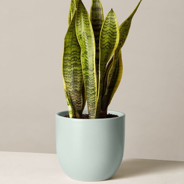 The Sill Snake Plant Laurentii in Mint Grant Planter