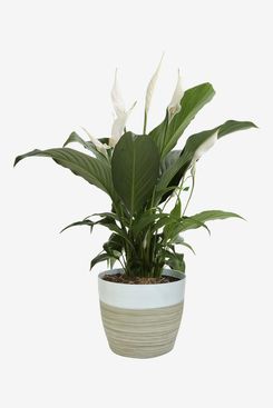 Costa Farms Spathiphyllum Peace Lily Live Indoor Plant