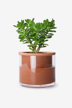 6 inch Round Modern Brass Tone Metal Flower Planter Pot with Industria –  MyGift