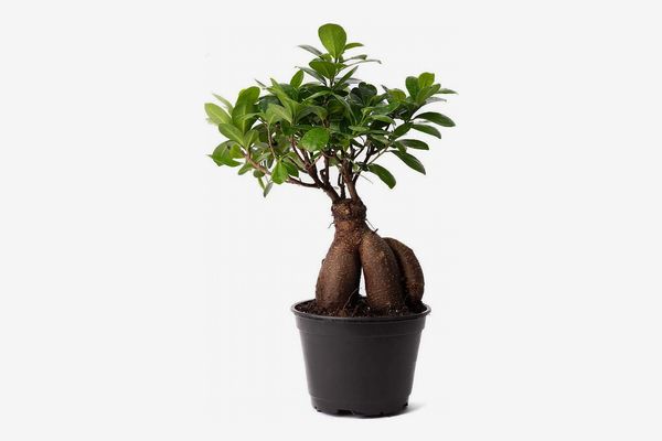 AMERICAN PLANT EXCHANGE Ficus Ginseng