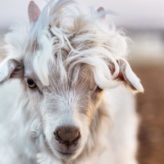 mongolian baby goat