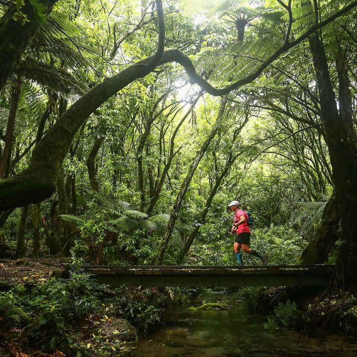 trail running forest