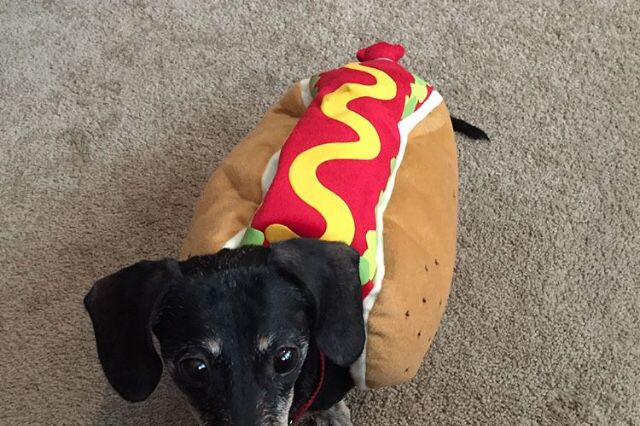 A Bunch of Dogs Dressed Up in Halloween Costumes