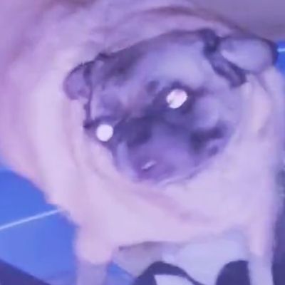 Is the last pug gif too weird? — WEIRD WORLD