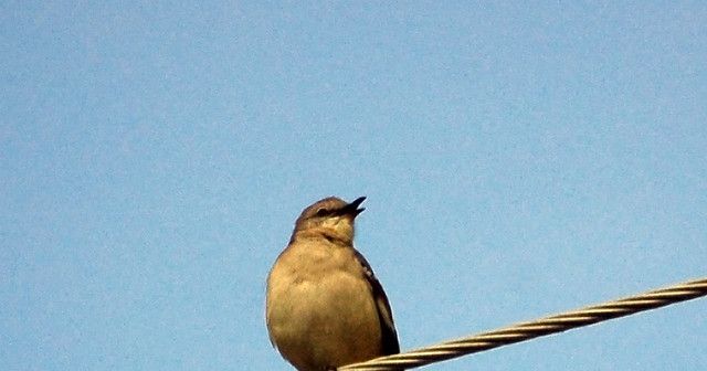 Some Very Mean Birds Have Overrun a Greenpoint Park