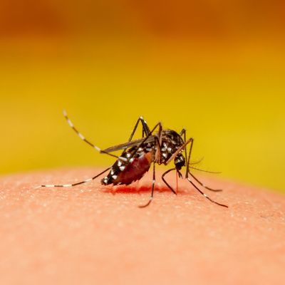 EPA Approves Long-Lasting Natural Insect Repellent