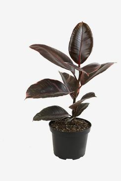 Perfect Plants Variegated Rubber Plant Ficus Elastica 'Ruby'