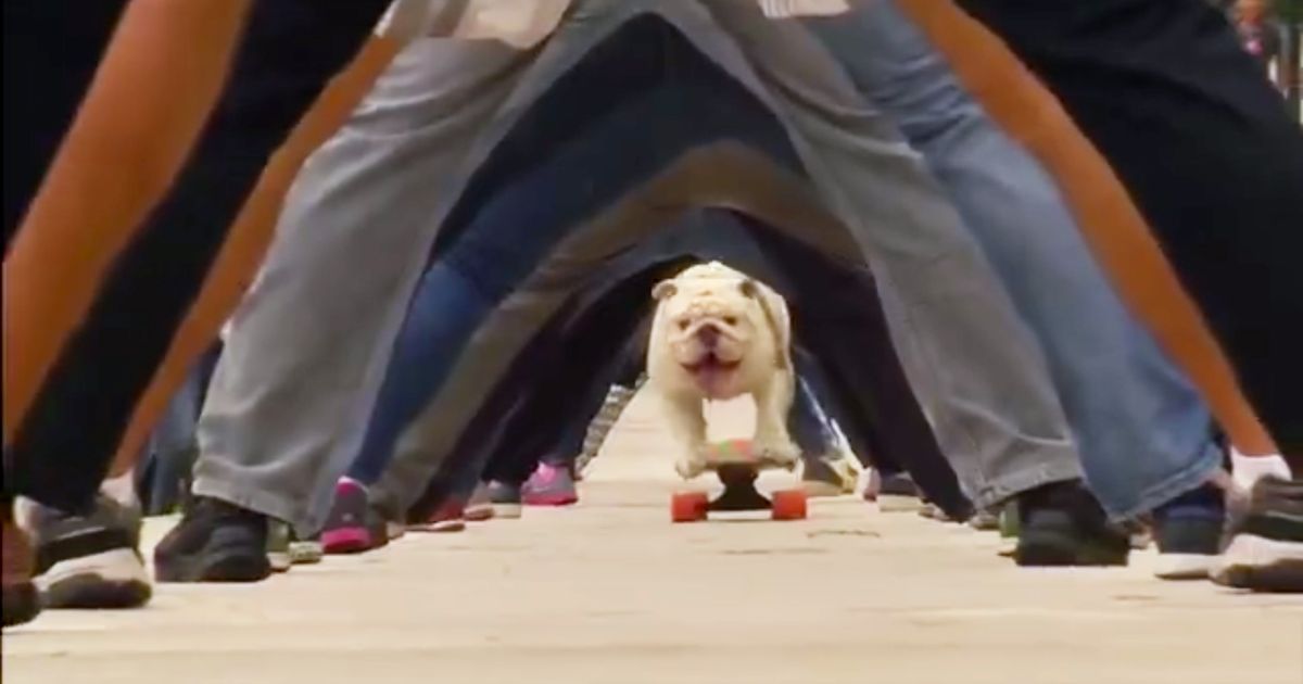 Bulldog Riding Unlike Your Ex, This Bulldog Could Actually Land a Kickflip