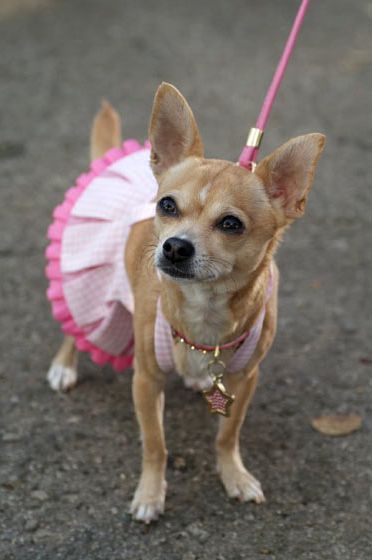 Bruiser stuck to more conservative sweater ensembles for the first Legally Blonde, occasionally pairing his crewnecks with a pink pillbox hat. But when faced with the important task of lobbying Congress for animal rights, Bruiser responded as only a gay Chihuahua from Southern California can: by donning a show-stopping pink gingham pinafore.