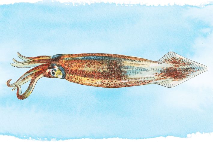 Longfin Squid