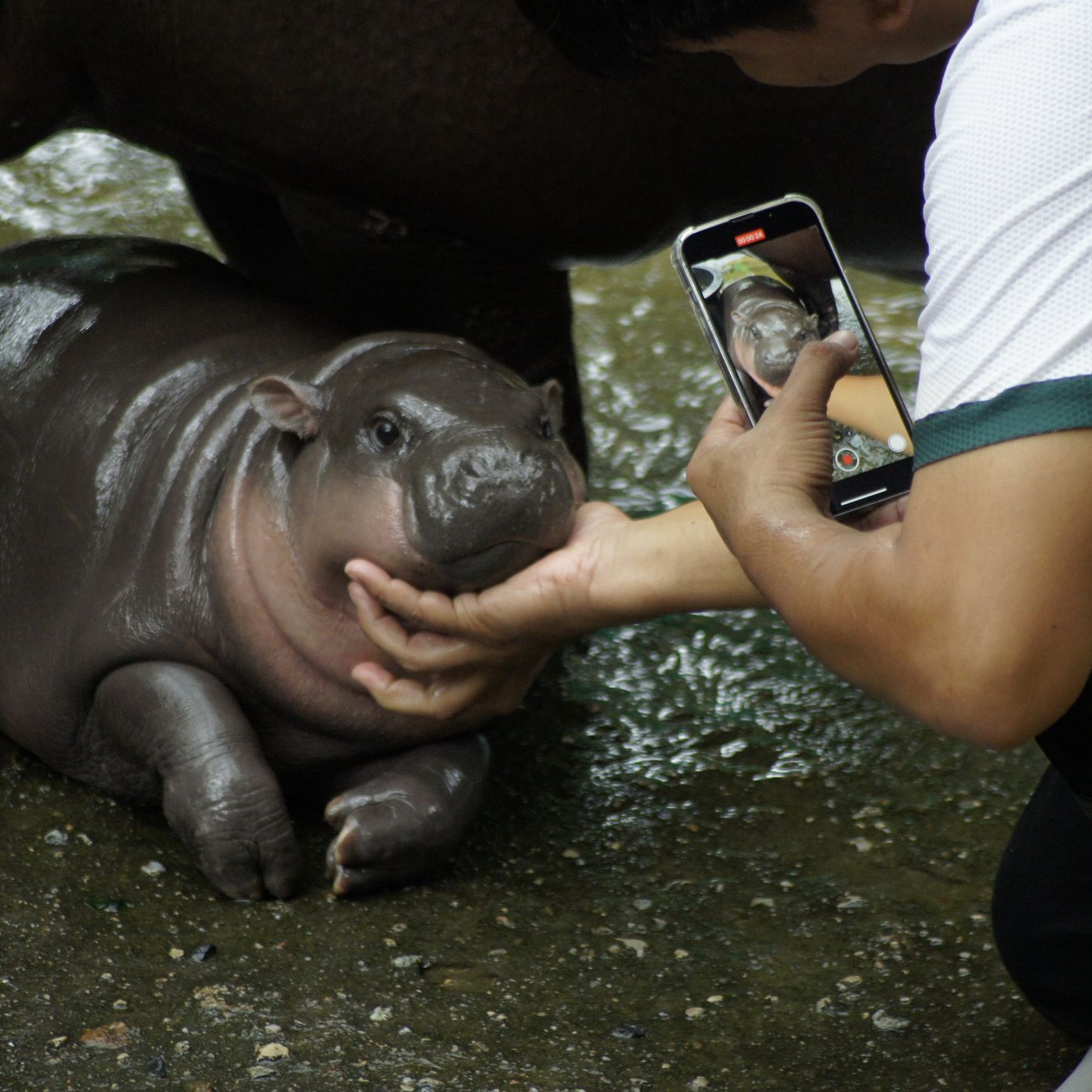 How to Livestream Moo Deng, Baby Pygmy Hippo From Thailand