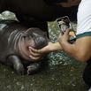 Dwarf hippopotamus "Moo Deng" in Thailand