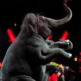 Final Elephant Act for the RBBB Circus