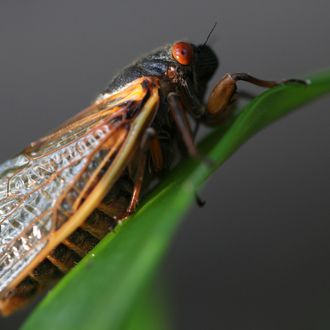 A cicada appears in Fairfax Station, Virginia, U.S., on Friday, May 17, 2013. After 17 years of living underground, millions of cicadas are emerging on the U.S. East Coast. Members of brood 2 have not been seen in the region since 1996 and will be omnipresent for a few weeks - just long enough to breed and die. 