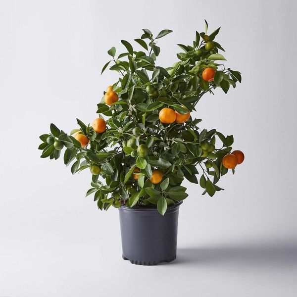 Via Planta de cítricos Citrus Calamondin