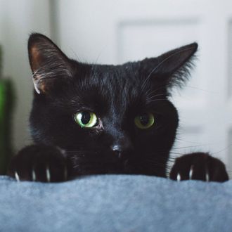 08 Mar 2014 --- Black cat in living room peeking over arm rest of sofa --- Image by ? bryantscannell/RooM The Agency/Corbis