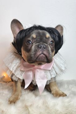 Pet Wig