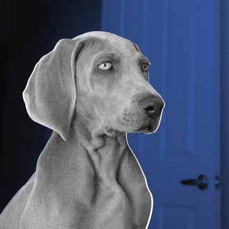 New Mexico, USA --- A Weimaraner puppy in a room with an open doorway in the background. --- Image by ? Norah Levine/Mint Images/Corbis