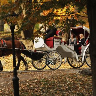  A carriage horse is viewed at Central Park on November 14, 2011 in New York City. 