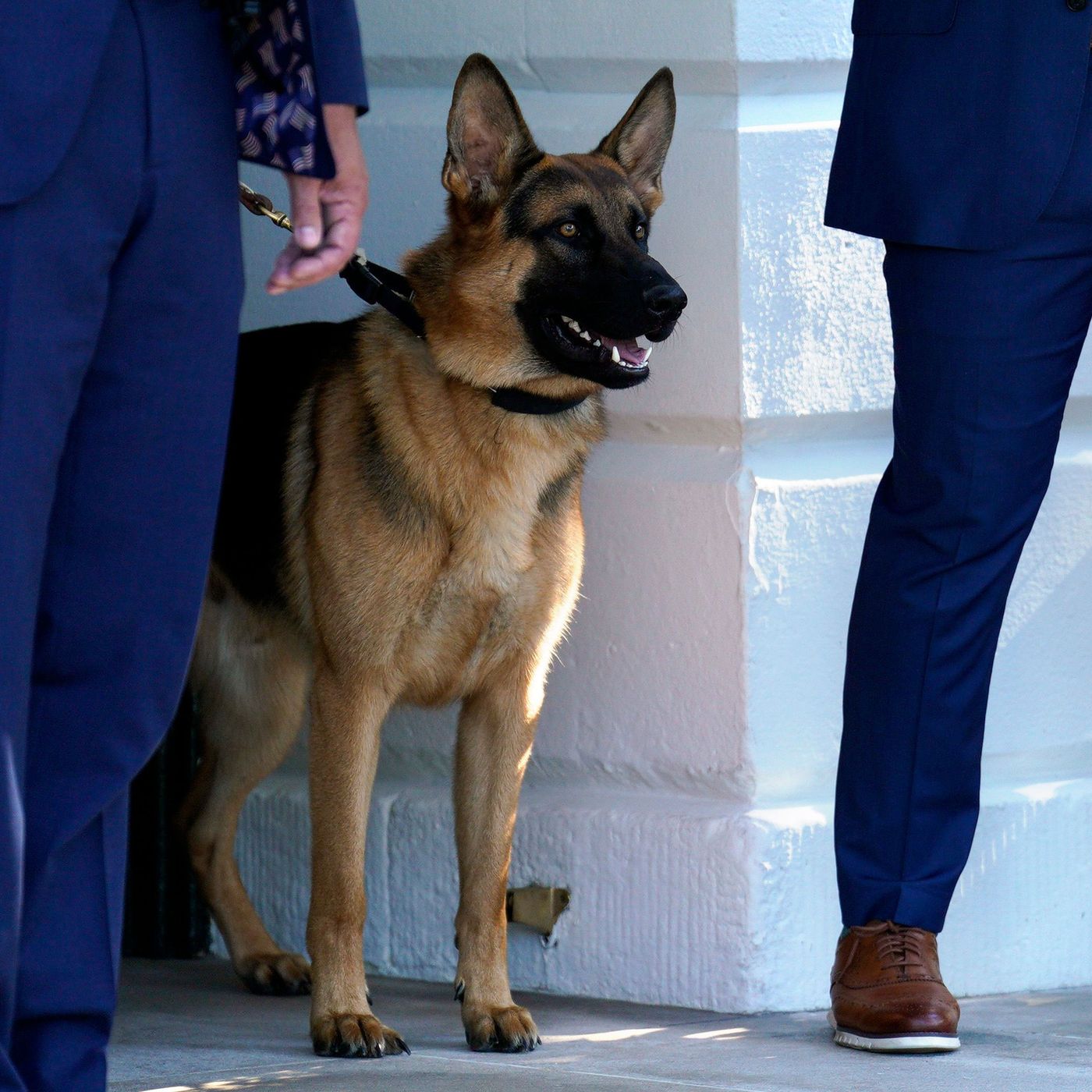 The Legal Reason Biden's Dog Commander Keeps Biting People With Impunity