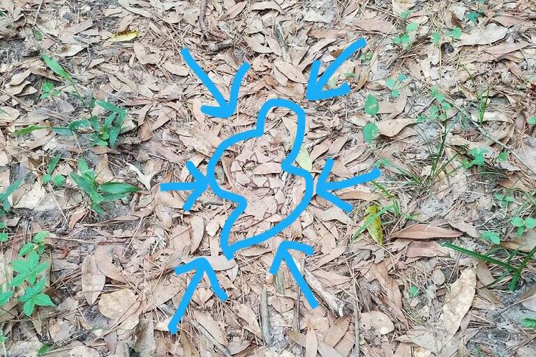 Hidden Snake Is Today's Viral Optical Illusion